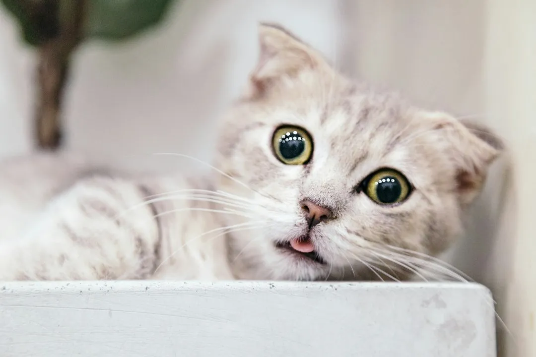 Cats Have a Uniquely Powerful Version of This System (Image Credits: Unsplash)