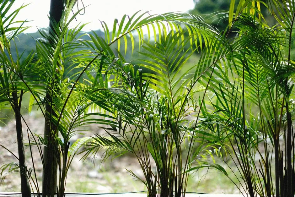 4. Areca Palm (Dypsis lutescens) (Image Credits: Pexels)