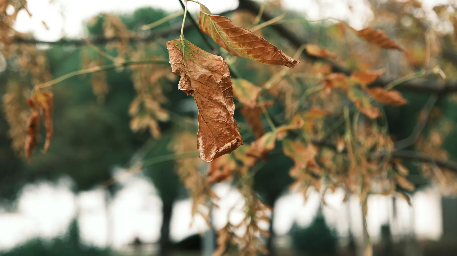 What Happens to the Plants That Get Too Close (Image Credits: Pexels)