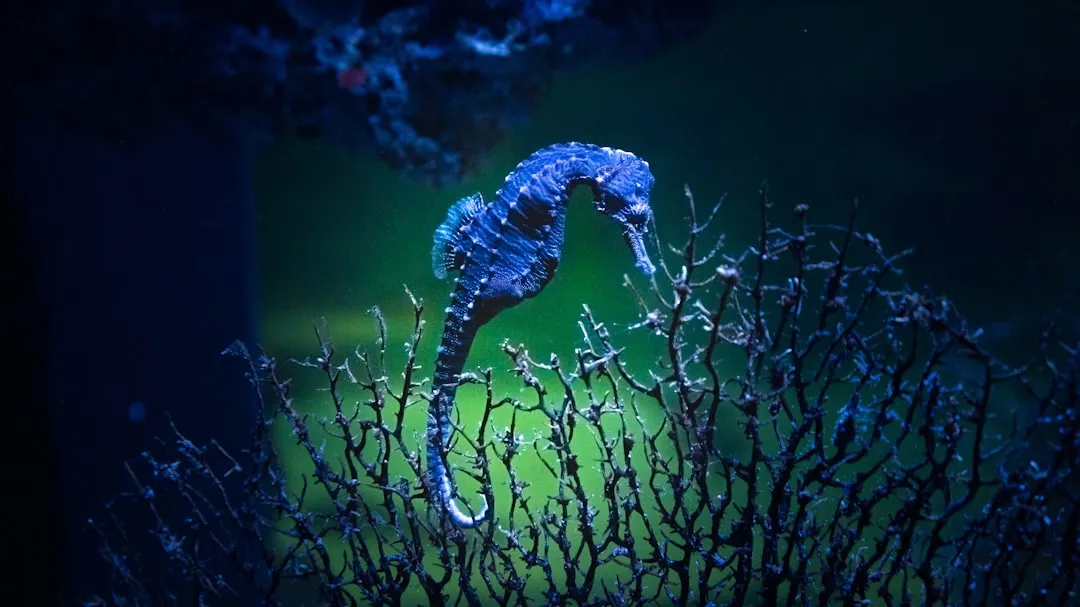 6. Seahorse: Where the Male Gets Pregnant (Image Credits: Unsplash)