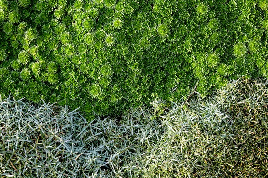 7. Sedum / Stonecrop (Sedum spp.) (Image Credits: Pexels)