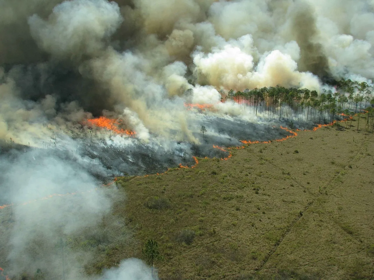 What a Controlled Burn Actually Does (Image Credits: Pixabay)