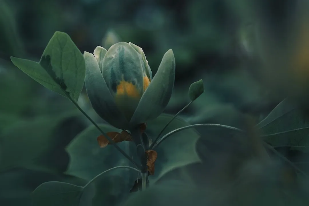 9. Tulip Tree (Liriodendron tulipifera): A Giant for Big Gardens (Image Credits: Unsplash)