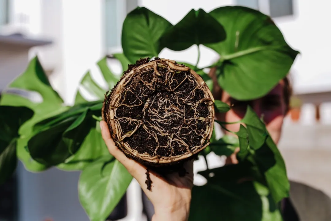 Why Overwatering Actually Suffocates Roots (Image Credits: Unsplash)