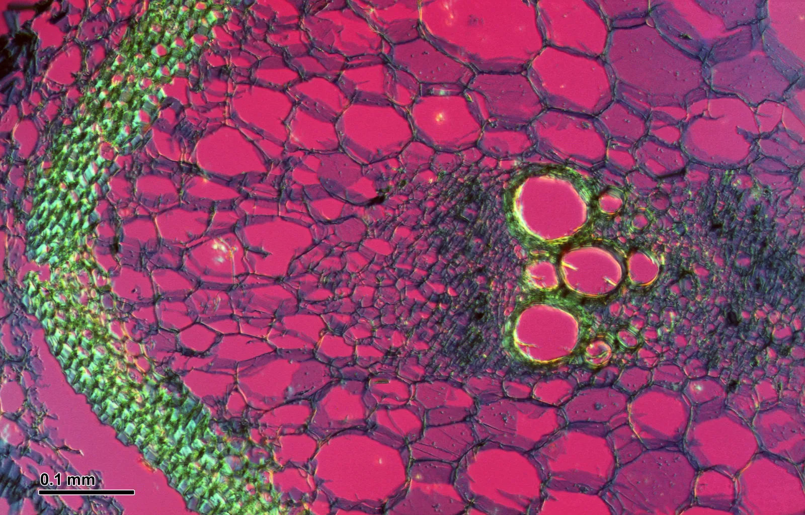 What the Stem Ooze Test Reveals (Author's archive, CC BY-SA 3.0)