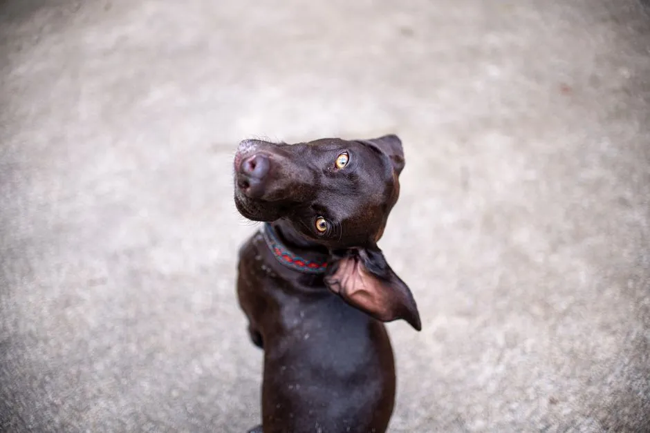 You Are Their Pack Leader (Image Credits: Pexels)