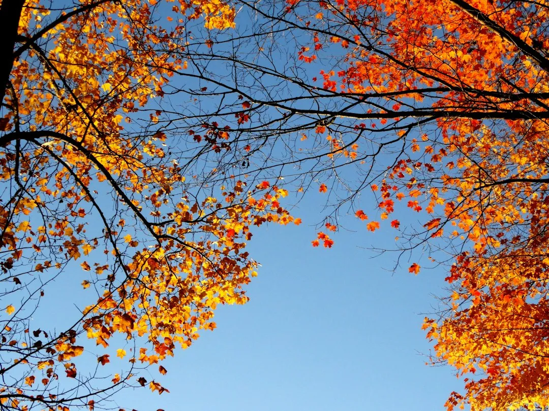 2. Pruning Trees and Shrubs in Fall (Image Credits: Unsplash)