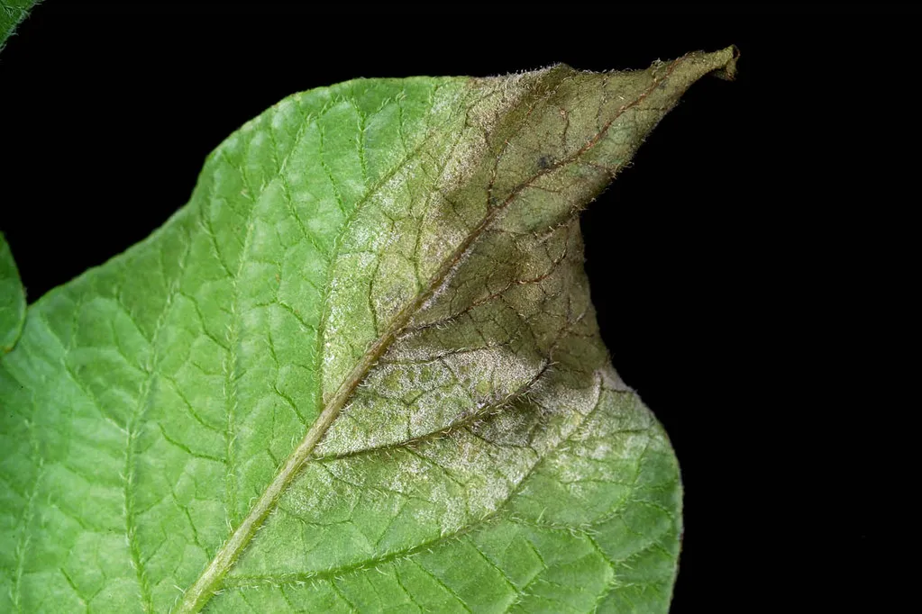 Why There Is No Cure Once Symptoms Appear (Oregon State University, Flickr, CC BY-SA 2.0)