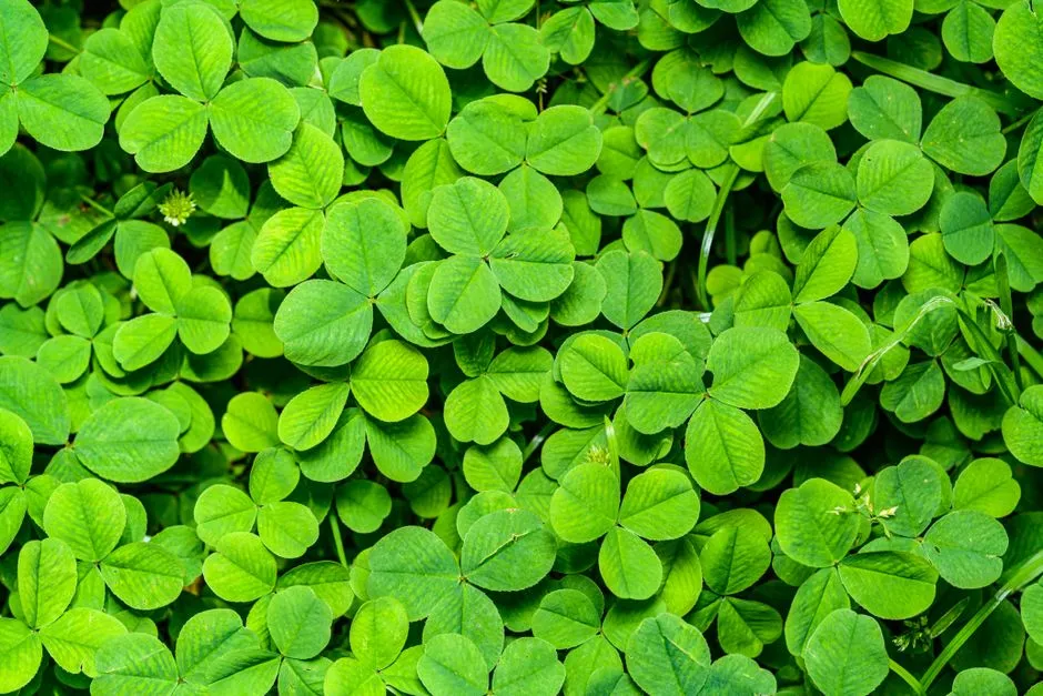 Drought Tolerance That Keeps Lawns Green (Image Credits: Pexels)