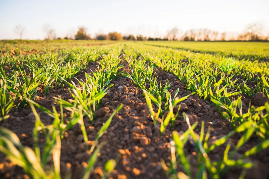 Skipping Crop Rotation While Companion Planting (Image Credits: Unsplash)