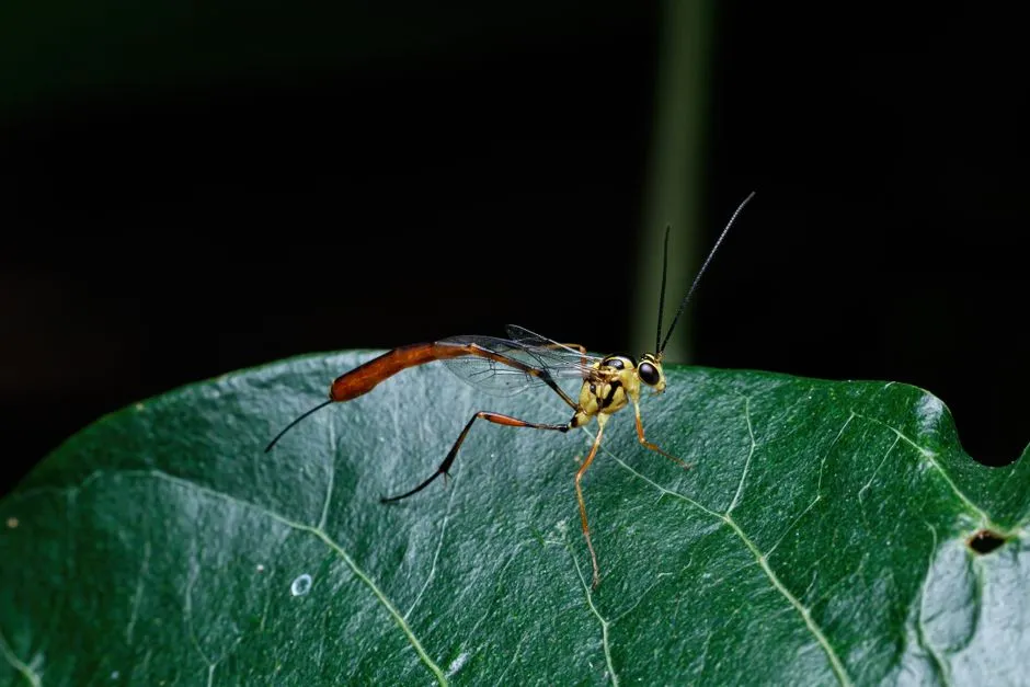 The Science Catching Up With What Wasps Actually Do (Image Credits: Pexels)