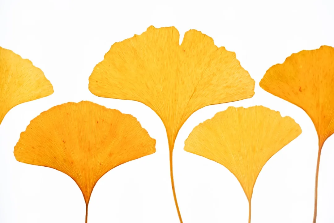 Ginkgo Biloba For Timeless Geometry (Image Credits: Unsplash)