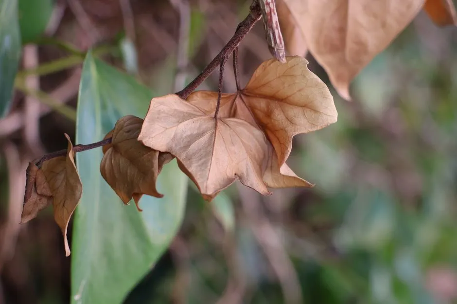 A Surprisingly Widespread Trait (Image Credits: Pexels)