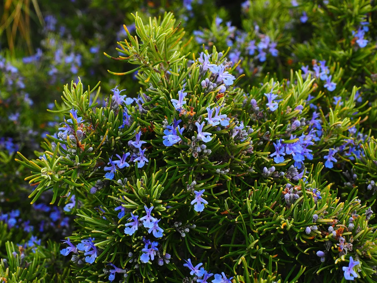 4. Rosemary (Rosmarinus officinalis) - Guardian of the Brassica Bed (Image Credits: Pixabay)