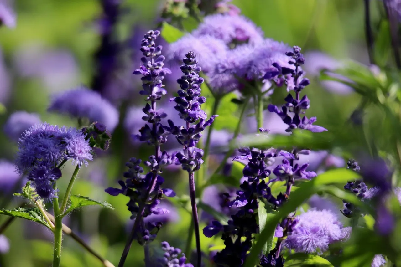 Salvia: The Napa Master Gardeners' Own Recommendation (Image Credits: Pixabay)