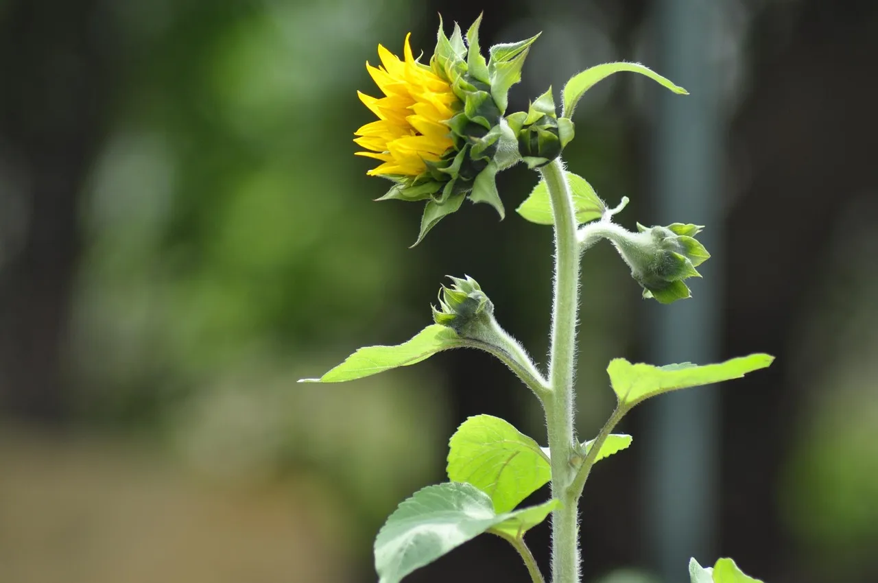 The Social Gardener: Here for the People, Not Just the Plants (Image Credits: Pixabay)