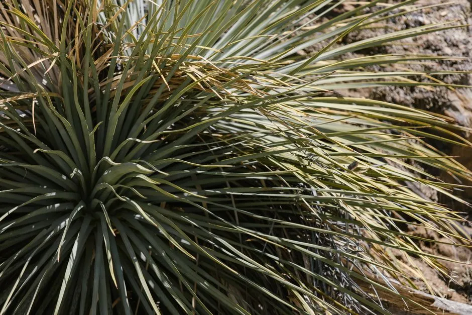 Conservation Concerns for the Longest-Lived Species (Image Credits: Pexels)