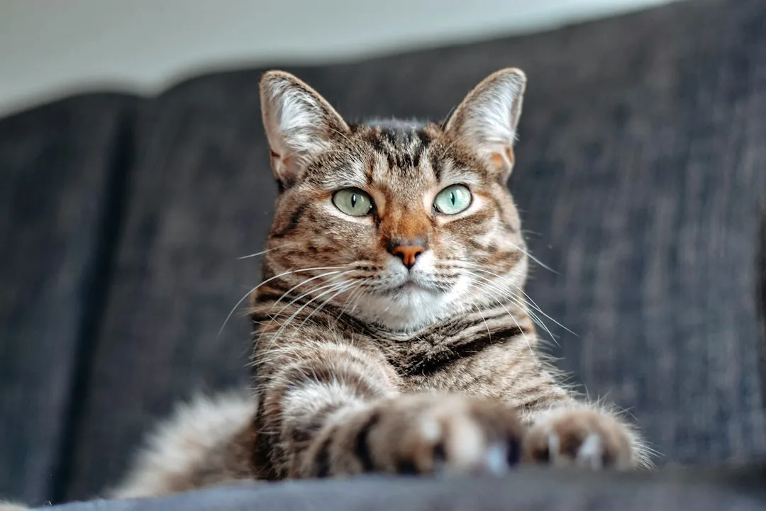 Indoor vs. Outdoor Cats: Does Environment Matter? (Image Credits: Unsplash)