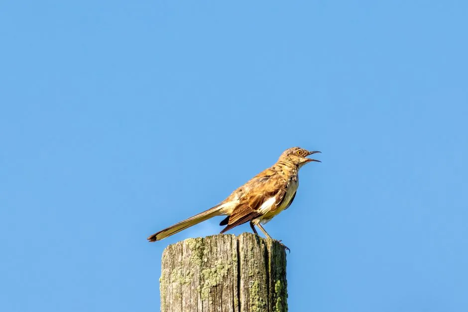The Mockingbird's Night Singing: The 3 a.m. Mystery (Image Credits: Pexels)