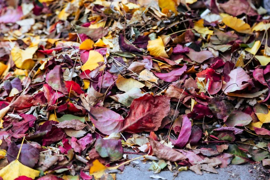 Timing Your Planting for Valley Success (Image Credits: Pexels)