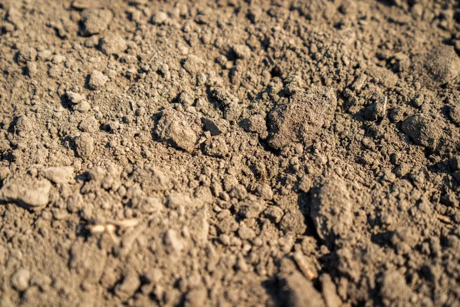 Soil pH and Its Overlooked Role (Image Credits: Pexels)