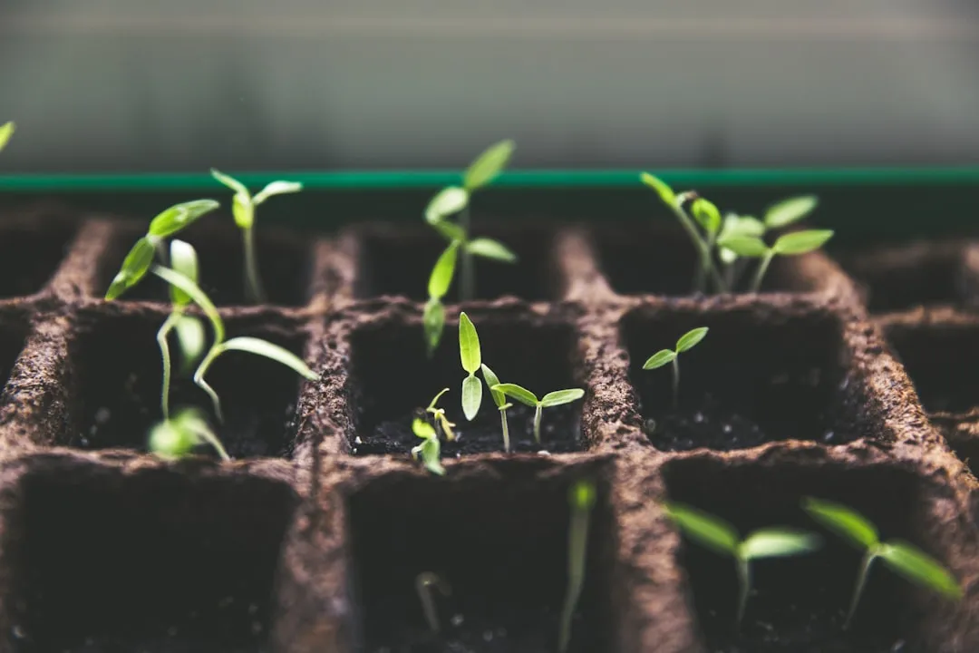 Planting Stressed or Weakened Seedlings (Image Credits: Unsplash)