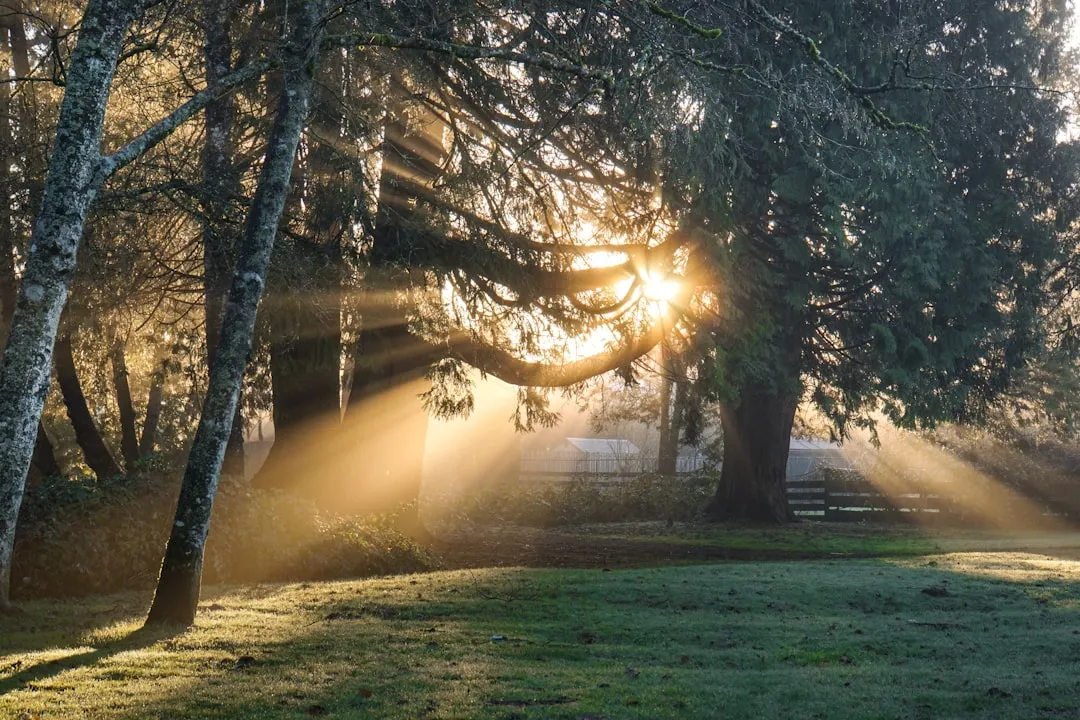 The Role of Aspect: Which Direction Your Garden Faces (Image Credits: Unsplash)