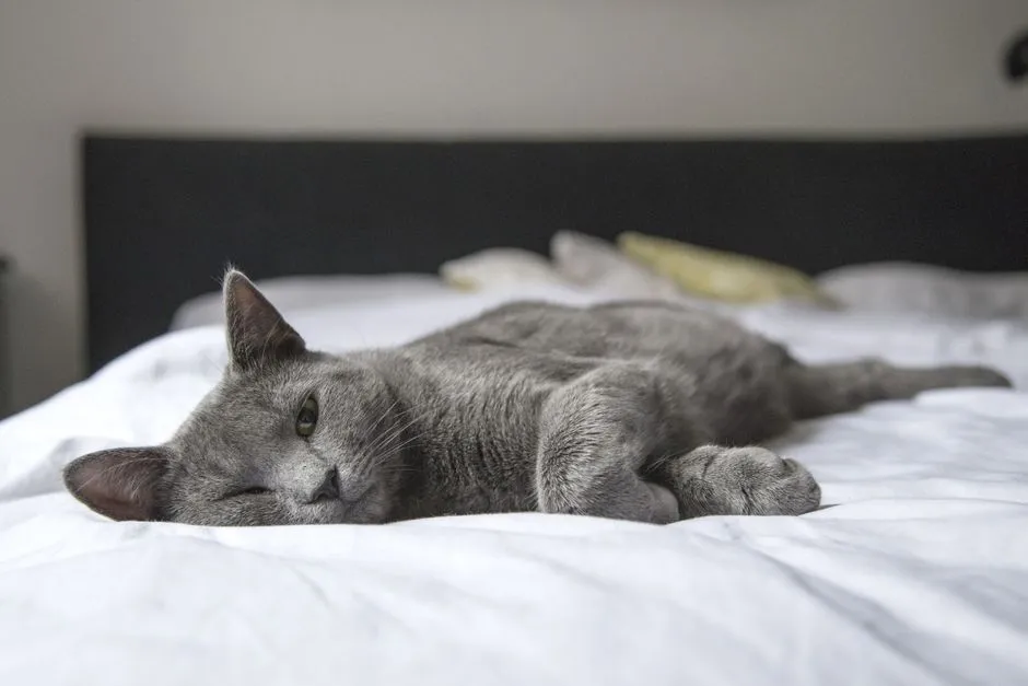 8. Disrupted Sleep-Wake Cycles (Image Credits: Pexels)