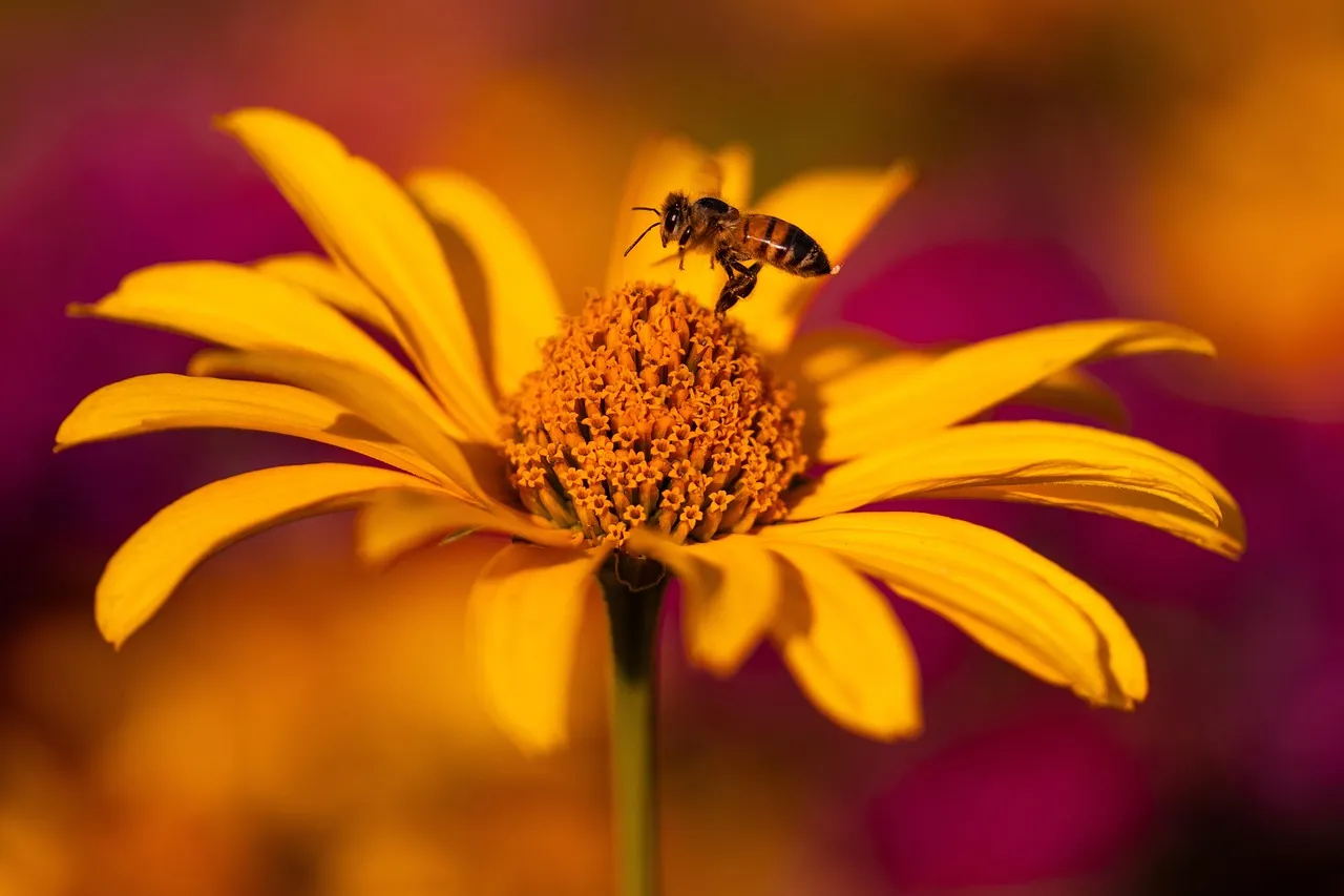 3. Coneflower (Echinacea purpurea) (Image Credits: Pixabay)