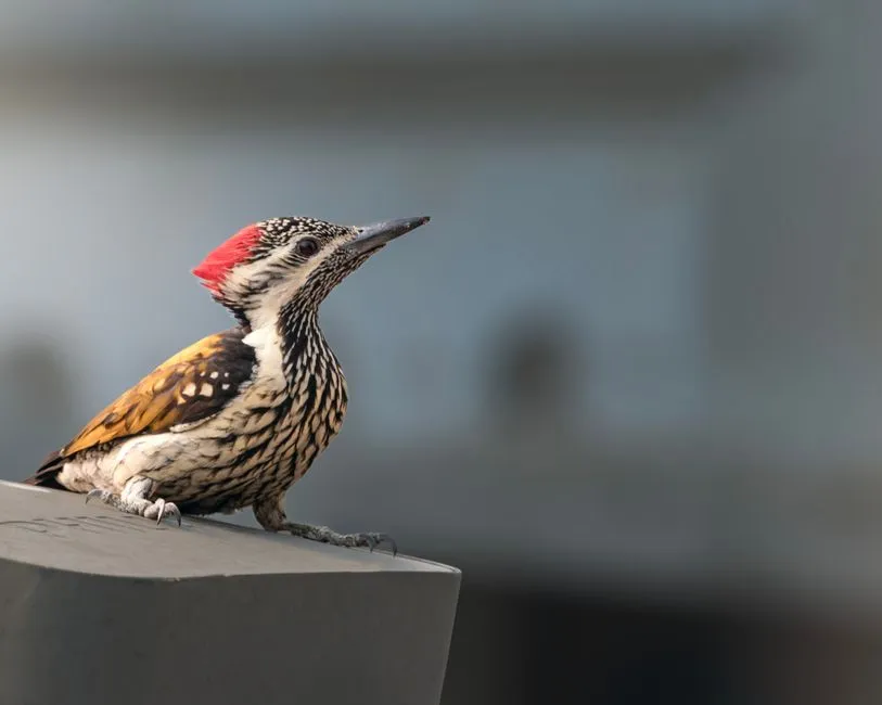 The Clever Asymmetry of the Beak (Image Credits: Pexels)