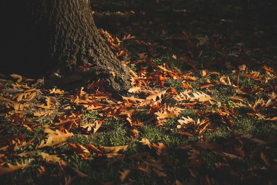 The Biology Behind the Life Cycle (Image Credits: Pexels)