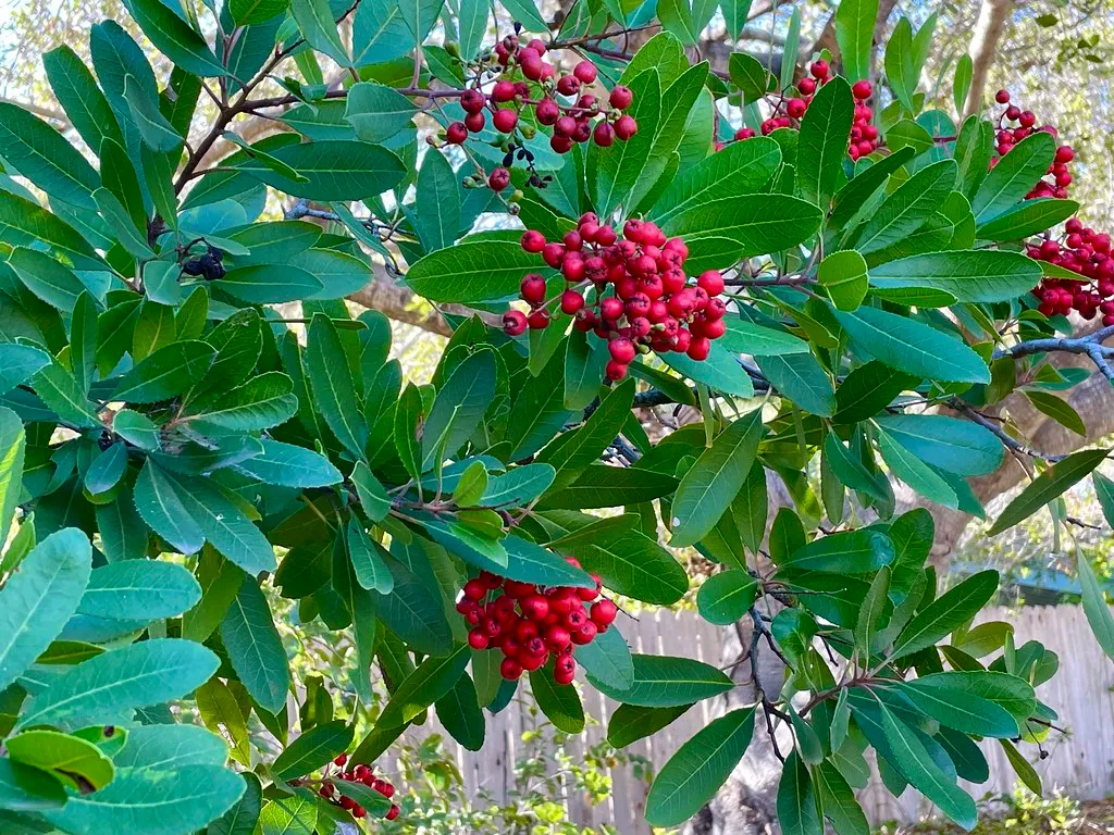 What Makes Toyon Stand Out for Hillside Planting (docentjoyce, Flickr, CC BY 2.0)
