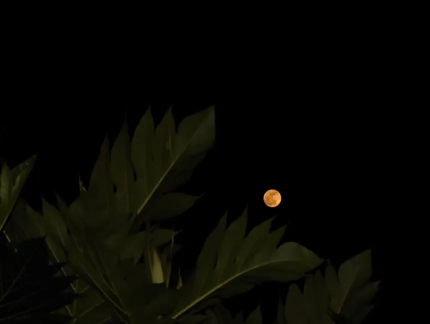 Blocking Out the Moon: A Surprising Hypothesis (Image Credits: Pexels)