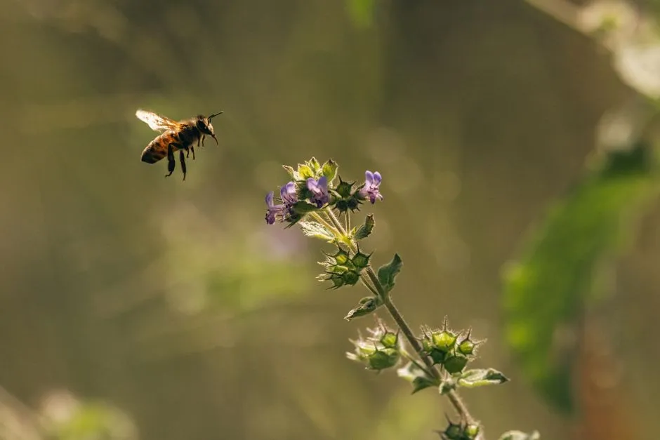 Artificial Light Is Disrupting Bee Sleep (Image Credits: Pexels)