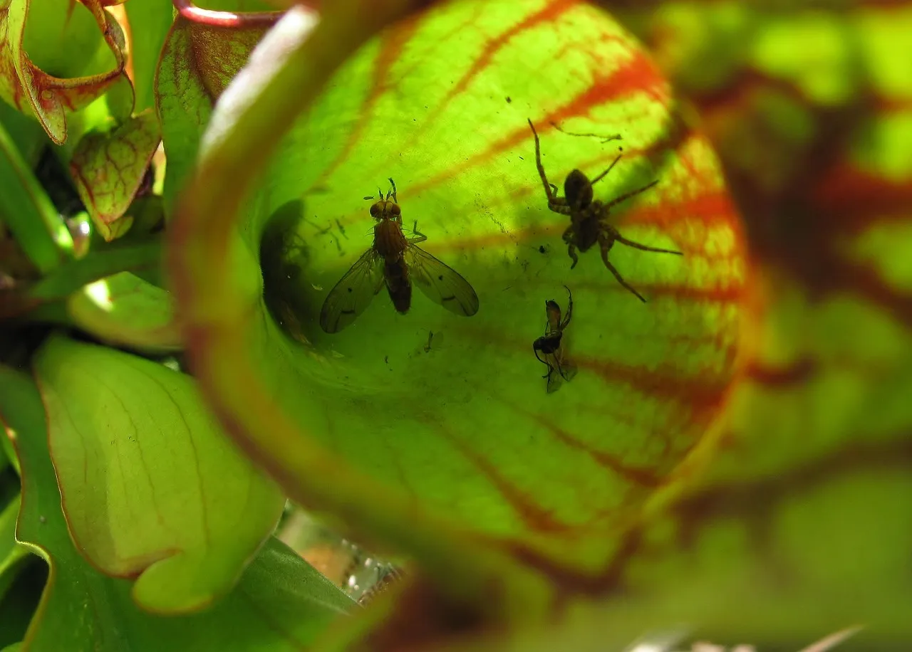 A Plant That Eats to Survive in Impossible Soil (Image Credits: Pixabay)