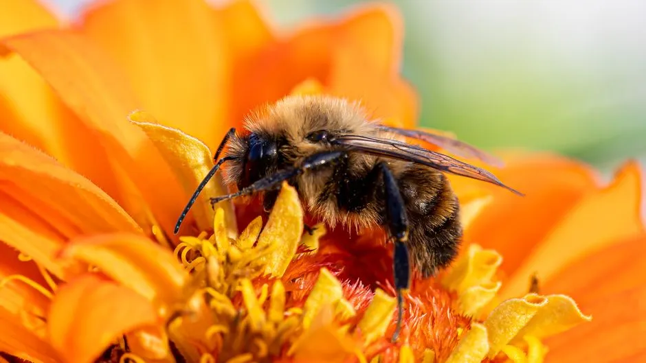 What Neonicotinoids Actually Do to a Bee (Image Credits: Pexels)