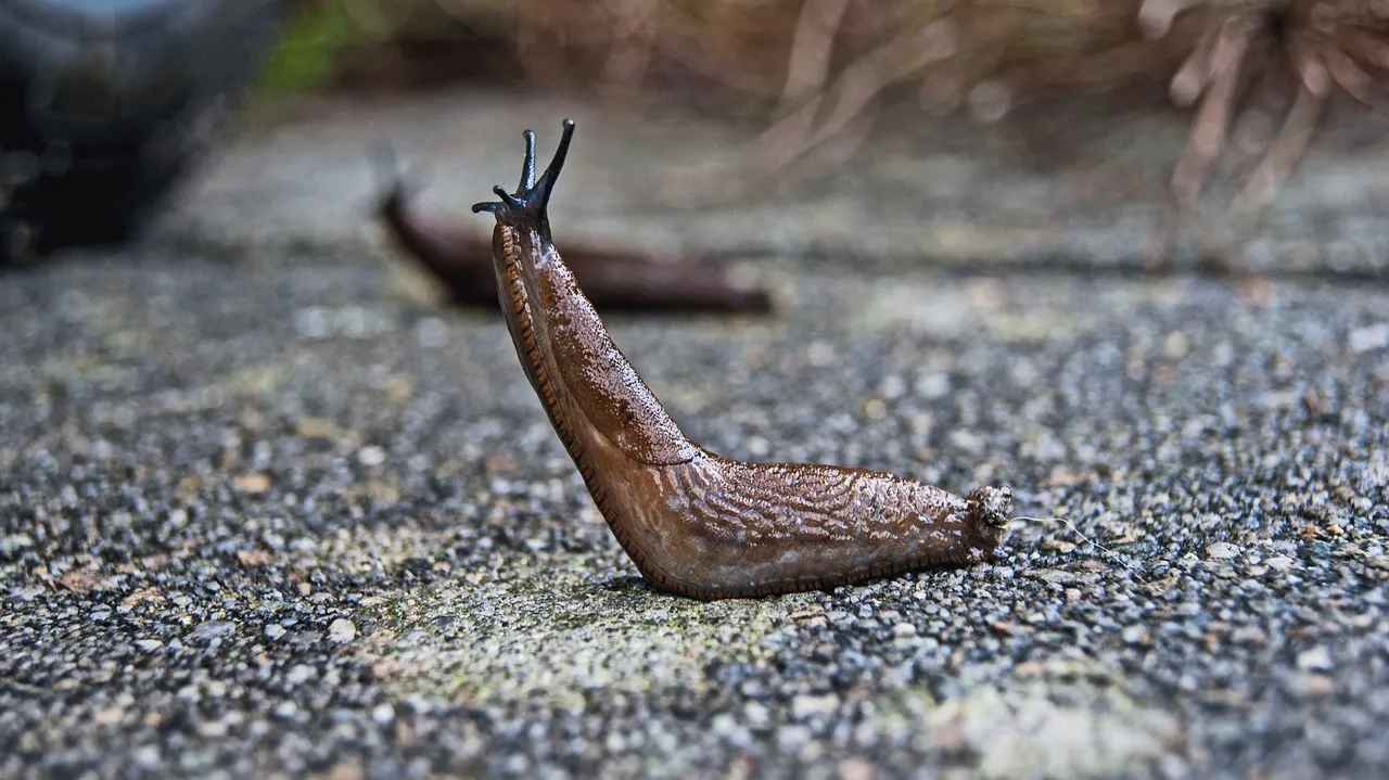 The Scale of the Problem Is Larger Than Most Gardeners Realize (Image Credits: Pixabay)