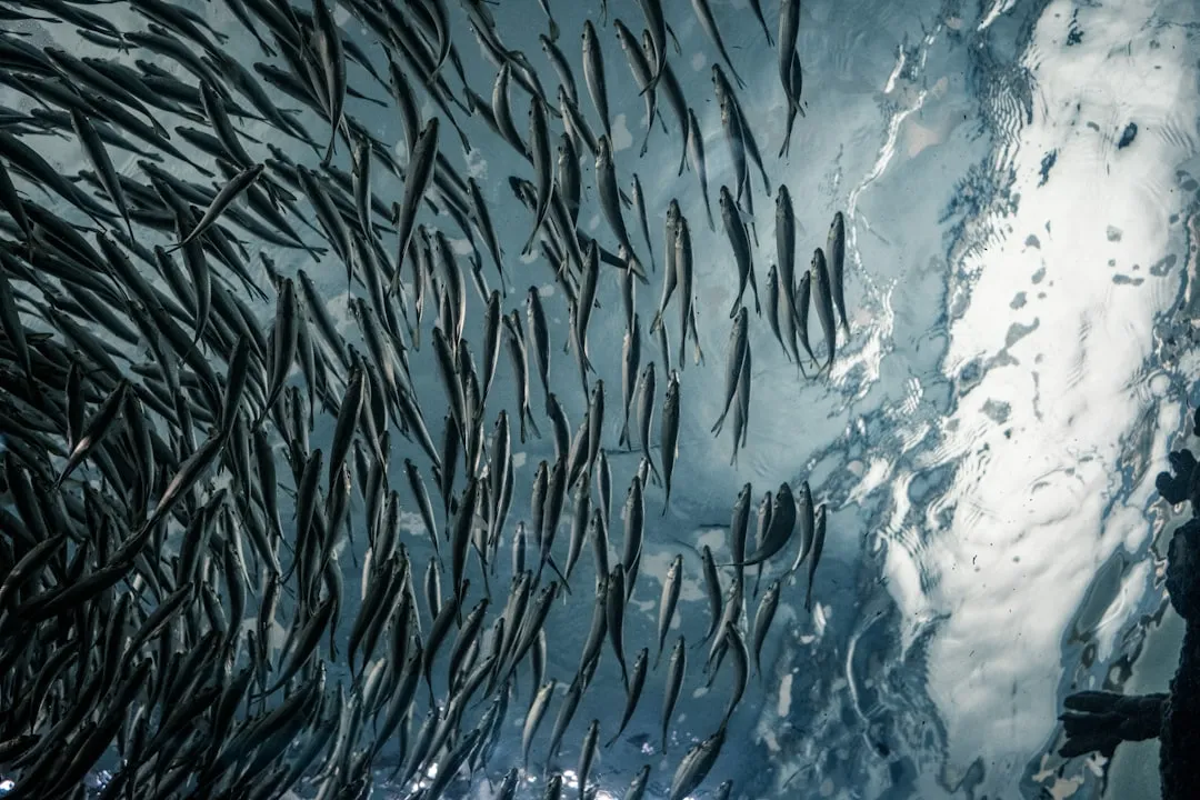 Fish Migration Timing Is Shifting (Image Credits: Unsplash)