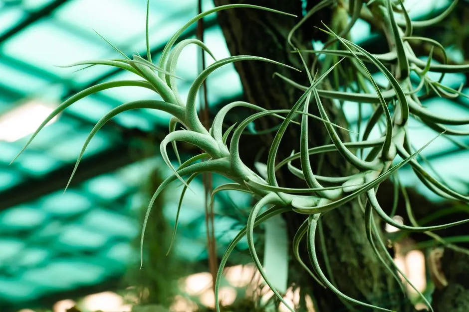Tillandsia Streptophylla: The Free-Spirited Nomad (Image Credits: Pexels)