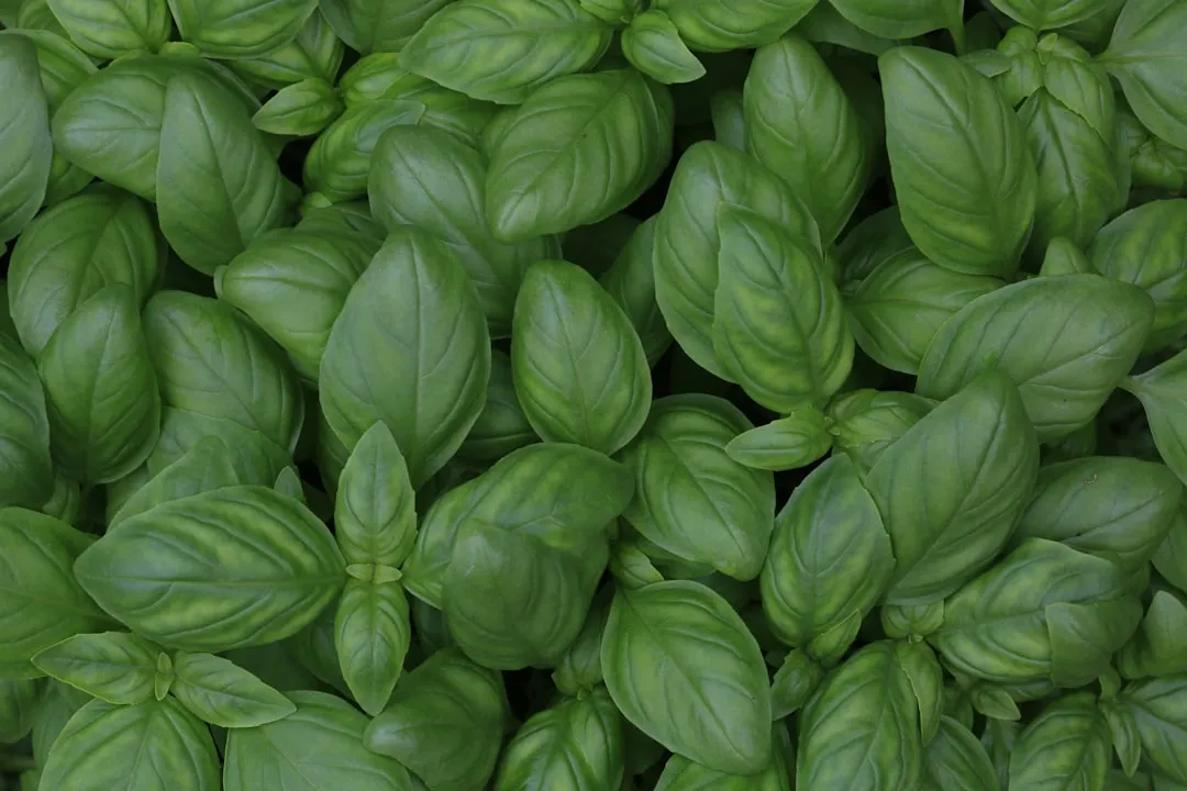 2. Basil (Ocimum basilicum) - The Aromatic Protector (Image Credits: Unsplash)