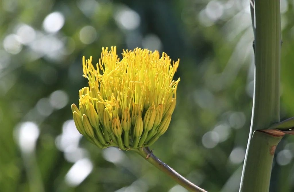 The Dramatic Final Bloom (Monkeystyle3000, Flickr, CC BY 2.0)