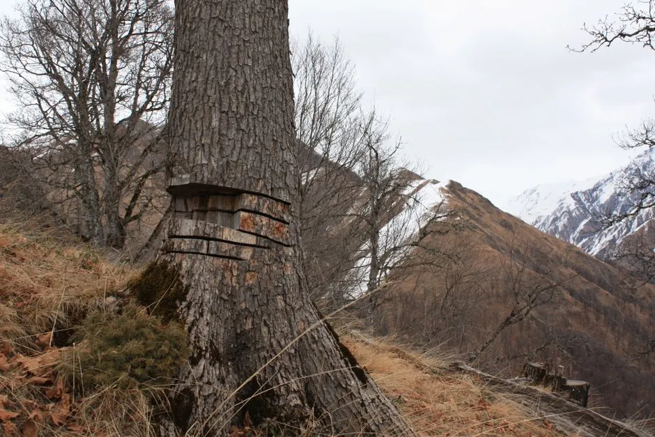 Can a Girdled Plant Be Saved? (Image Credits: Pexels)