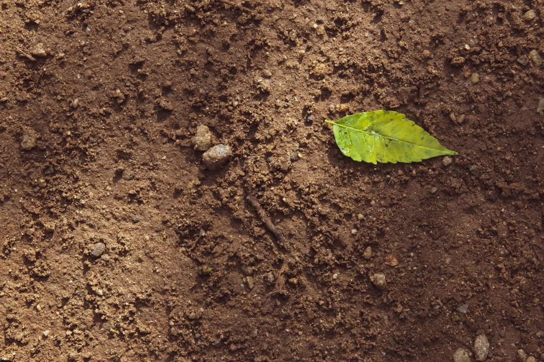 Ignoring Organic Matter Content (Image Credits: Unsplash)