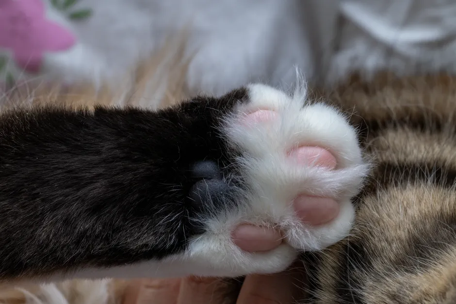 Why Cats Don't Have the Same Issue (Image Credits: Pexels)
