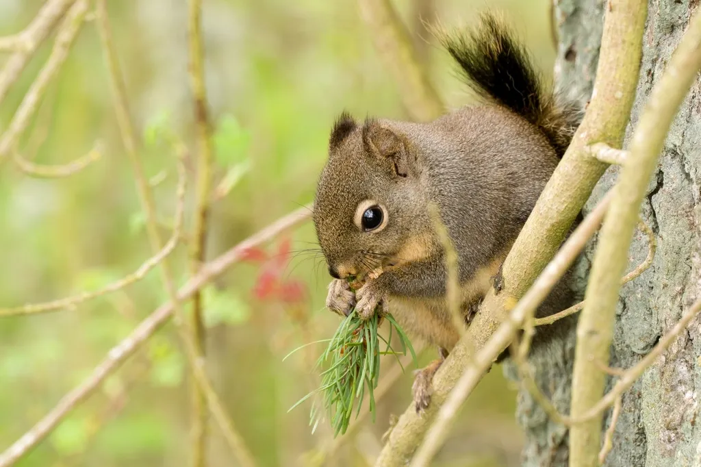 What Squirrels Actually Bury Beyond Nuts (Image Credits: Rawpixel)