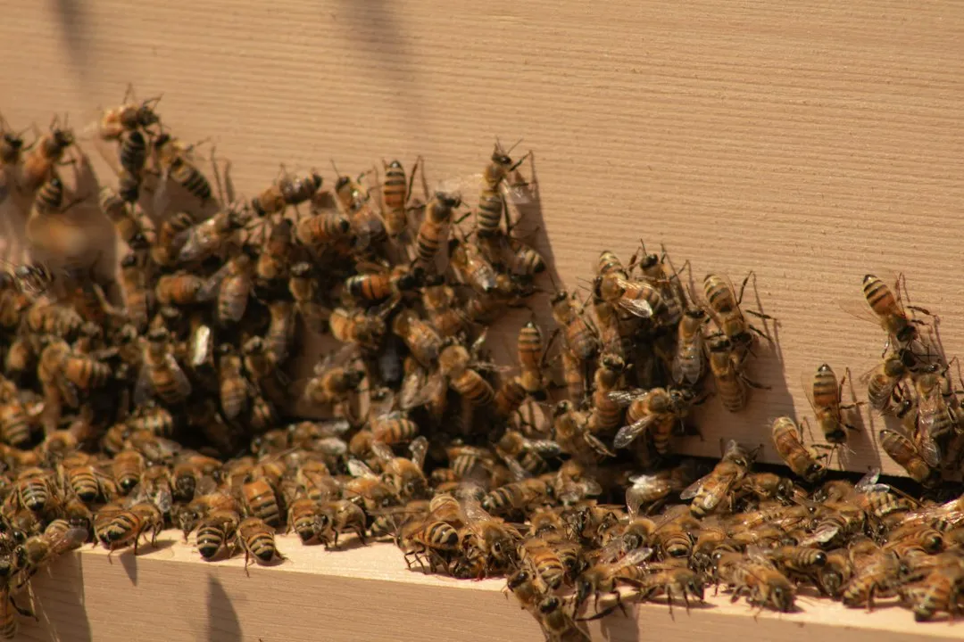 Male Bees Sleep Near Female Foraging Sites on Purpose (Image Credits: Unsplash)