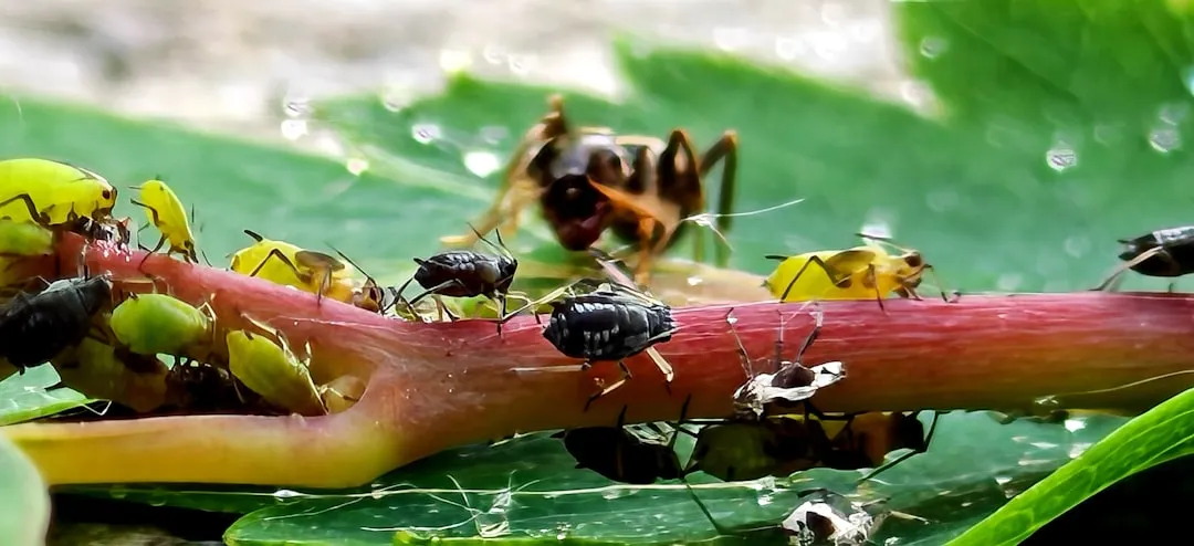 Understanding Your Enemy: What Aphids Actually Are (Image Credits: Unsplash)