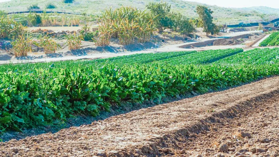 Yield Gains That the Research Actually Supports (Image Credits: Pexels)