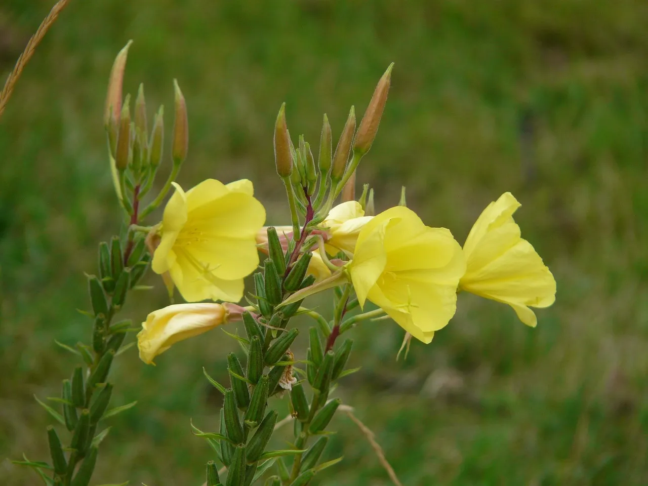 Plant Evening Primrose for Specialist Moths (Image Credits: Pixabay)