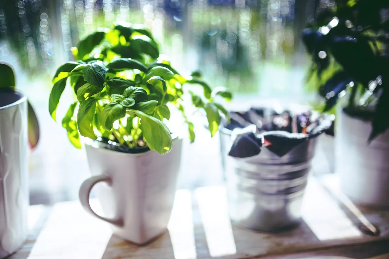 Basil's Light and Soil Demands Are Unforgiving (Image Credits: Pixabay)